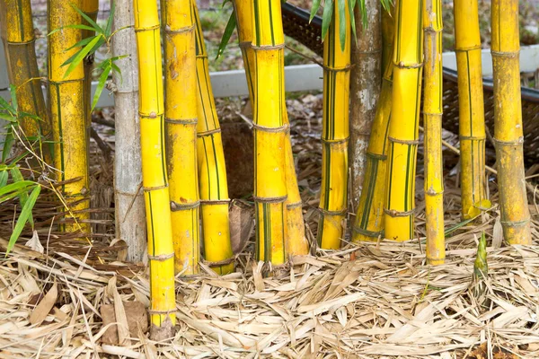 Желтый бамбук — стоковое фото