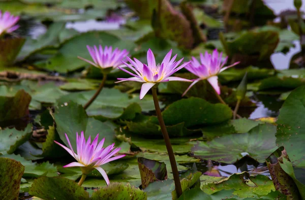 Su üzerinde pembe lotus yakın çekim — Stok fotoğraf