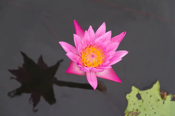 A víz felett Pink lotus közelről — Stock Fotó