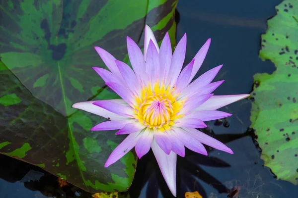 Lotus rose sur l'eau gros plan — Photo