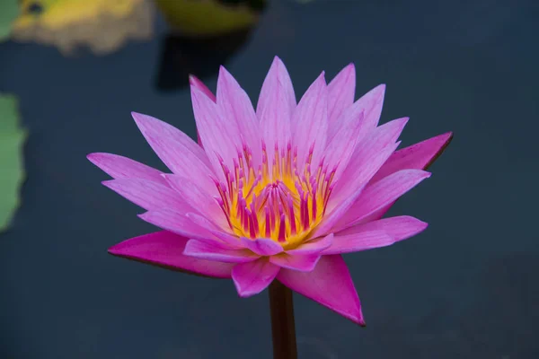 Lotus rose sur l'eau gros plan — Photo