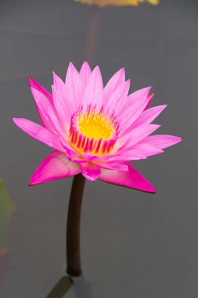 Lotus rose sur l'eau gros plan — Photo