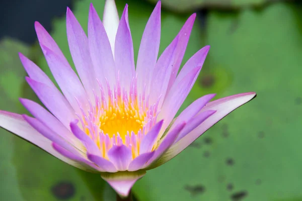 Lótus rosa sobre a água fechar — Fotografia de Stock