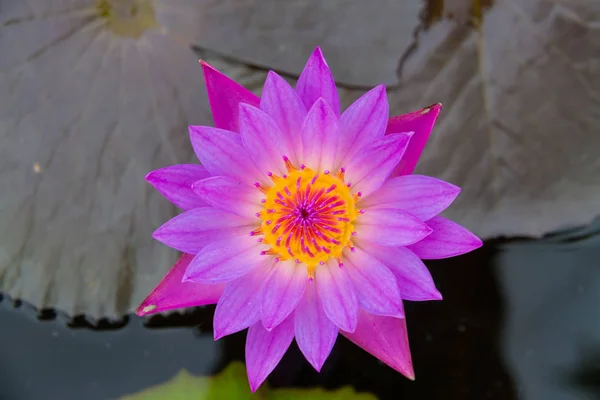 Rosa lotus över vattnet på nära håll — Stockfoto