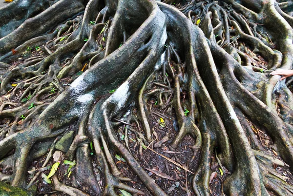 As raízes da árvore banyan no dia chuvoso — Fotografia de Stock