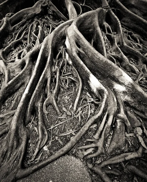 Rötterna till banyan tree i det regnade dag — Stockfoto
