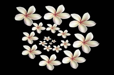 Siyah arka plan üzerine izole Plumeria spiral