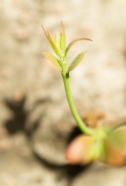 Yumuşak çırpı büyüme.