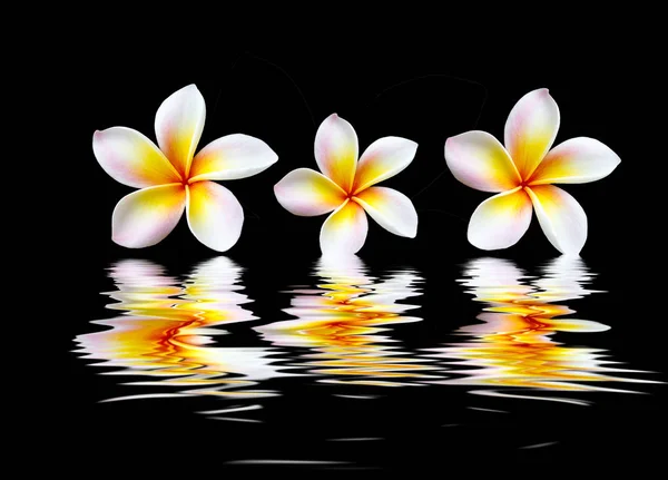 Plumeria with reflection on water surface — Stock Photo, Image