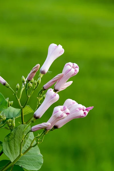 Mattina gloria gemma di Morning Glory Tree o Ipomoea Carnea Jacq — Foto Stock