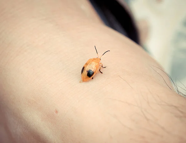 Ladybird insect feces on the skin — Stock Photo, Image