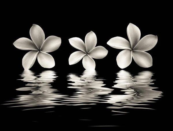 Beautiful flower  with reflection on water surface — Stock Photo, Image