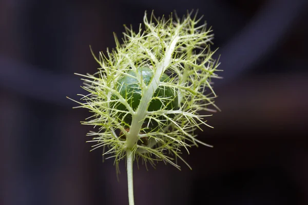 Close up de flor de paixão fétida — Fotografia de Stock