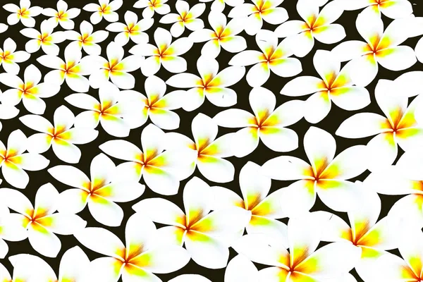 Plumeria isolated on black background — Stock Photo, Image