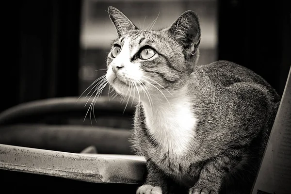 Gato gris sentado y mirando hacia arriba — Foto de Stock