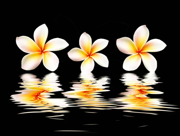 Piękny kwiat z refleksją na powierzchni wody — Zdjęcie stockowe
