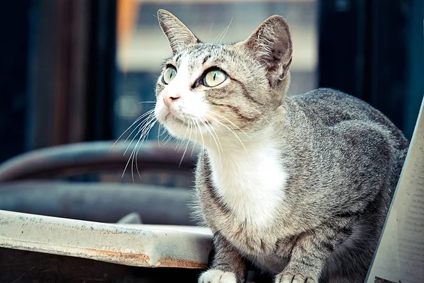 Szürke macska ül, és nézett fel — Stock Fotó