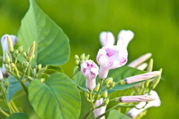 나팔꽃 나무 또는 심 Carnea Jacq 나팔꽃 새싹 — 스톡 사진