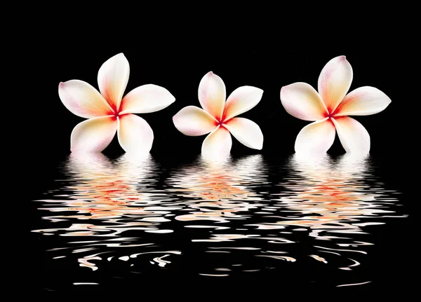 Beautiful flower  with reflection on water surface — Stock Photo, Image