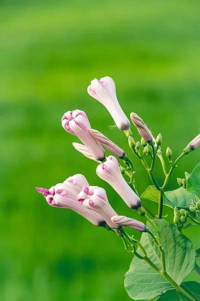 Bourgeon de gloire du matin de l'arbre de gloire du matin ou Ipomoea Carnea Jacq — Photo