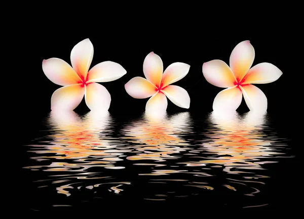 Beautiful flower  with reflection on water surface — Stock Photo, Image