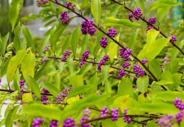 beautyberry ağacı veya Amerikan beautyberry (Callicarpa americana) 