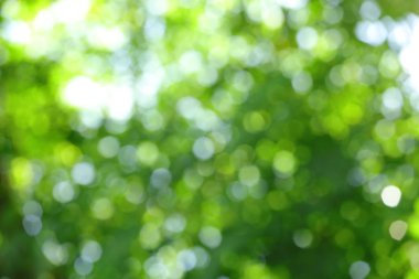 Üzerinden güneş ışığının defokus bulanık yeşil dairesel bokeh neden