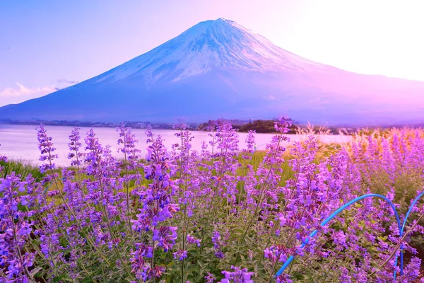Levendula virág mező a kertben mellett Fuji Mountain, Japán — Stock Fotó