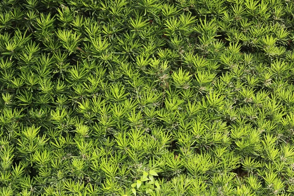 Zelené listové pravítko a zelené listy s prázdným prostorem pro NATu — Stock fotografie