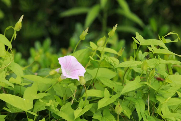 Mattina gloria fiore e foglia verde per sfondo naturale — Foto Stock