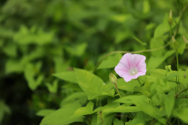 Morning glory flower and green leaf for natural background