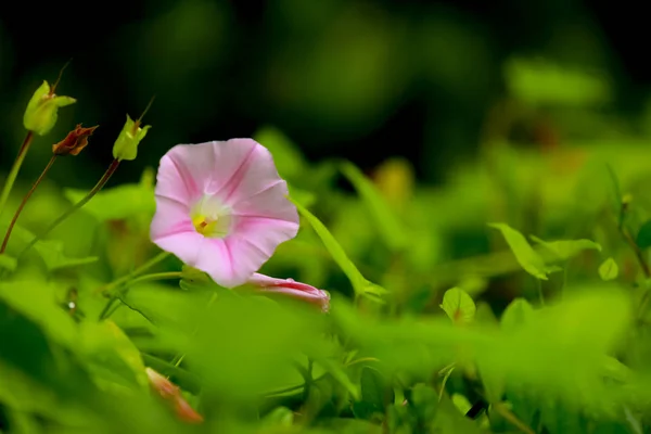 Ранкова слава квітка і зелений лист для природного фону — стокове фото