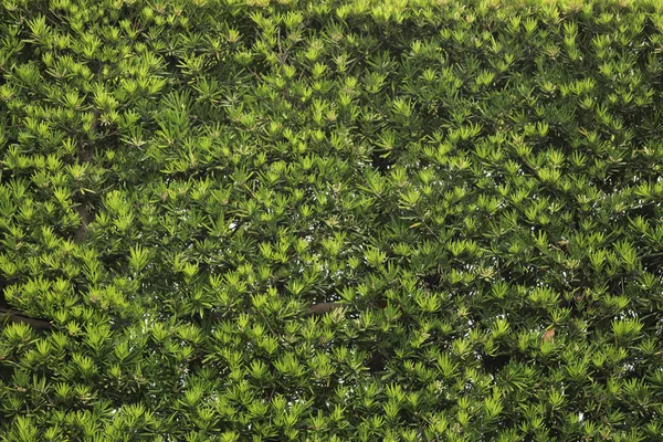 Grüner Laubzaun und grüne Laubwand mit Leerraum für die Natur — Stockfoto