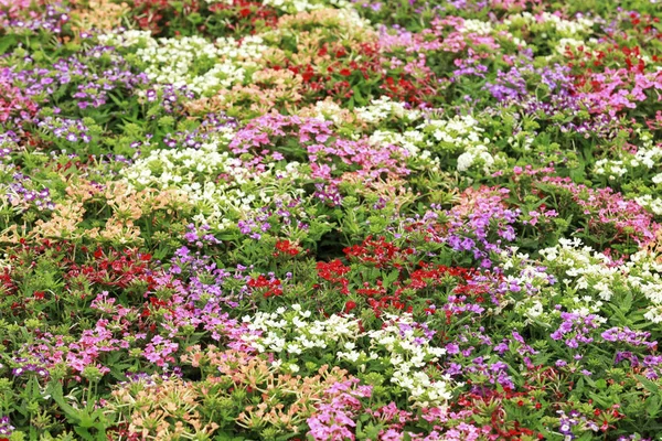 Blommor blommar i trädgården för naturlig bakgrund — Stockfoto