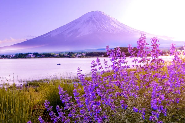 fuji dağı yanında bahçede lavanta çiçek alanı, Japonya