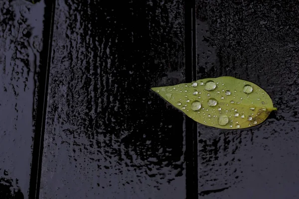 Água nas folhas verdes após o dia chuvoso — Fotografia de Stock