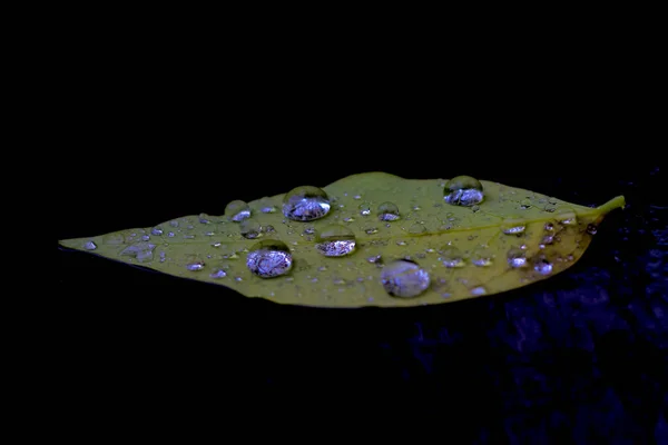 Water op het groene blad na de dag van het regent — Stockfoto