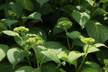 Viburnum plicatum doğal arka plan için yeşil bırakın