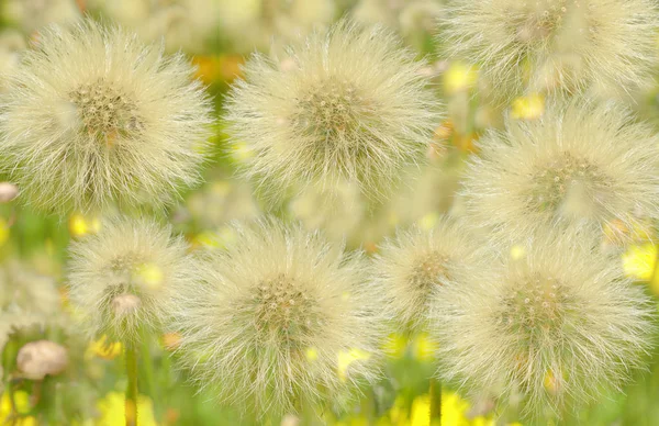 Pitypang Sárga Virágok Nyári Meadow — Stock Fotó