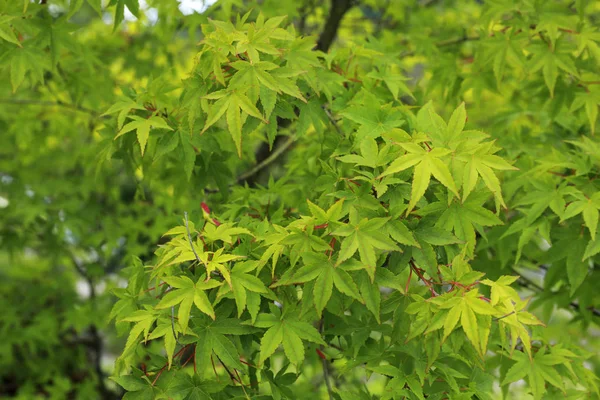 Green japanese maple leaves background