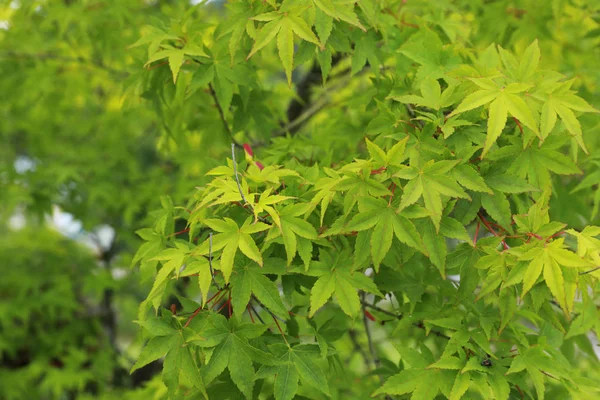 Green japanese maple leaves background