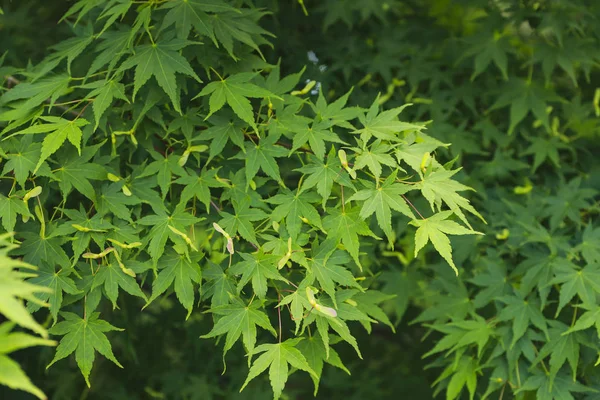 Green japanese maple leaves background