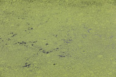 doğa arka plan için gölet üzerinde yüzen cherish bitki dolu küçük kanal yeşil