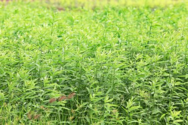 Doğal arka plan için sabah yağmurdan sonra yeşil ağaçlar ve çim.