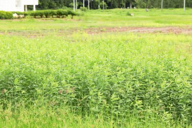 Doğal arka plan için sabah yağmurdan sonra yeşil ağaçlar ve çim.