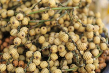 Rattan palmiye tohumu, Rattan meyve tayland tropikal bölgelerden bir palmiye olduğunu. Yumuşak odaklama.