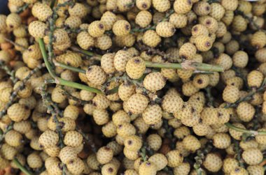 Rattan palmiye tohumu, Rattan meyve tayland tropikal bölgelerden bir palmiye olduğunu. Yumuşak odaklama.