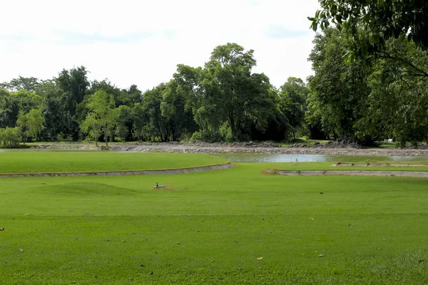 Stort Grönt Träd Parken — Stockfoto