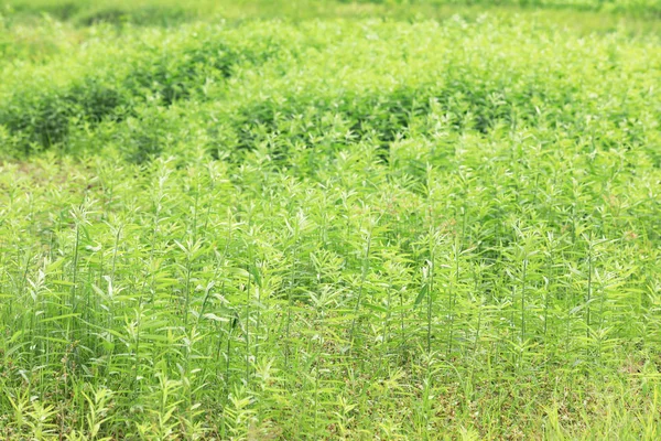 Árvores Verdes Grama Depois Chover Manhã Para Fundo Natural — Fotografia de Stock