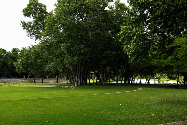 Großer Grüner Baum Park — Stockfoto